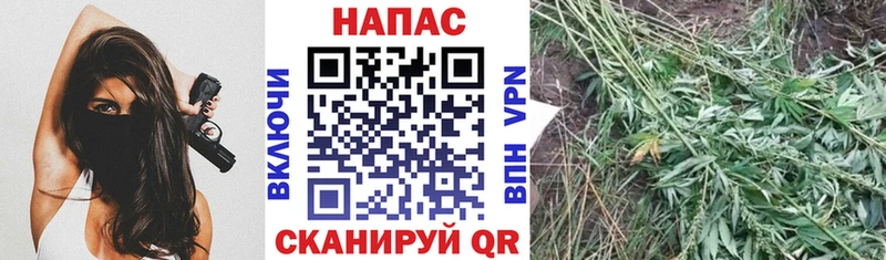 где продают наркотики Новоульяновск Канабис гибрид